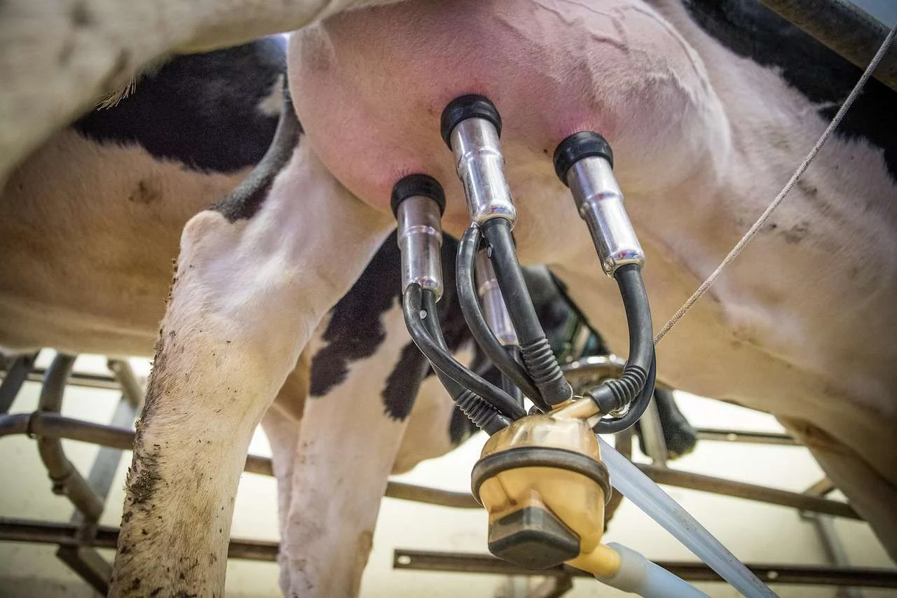 Milking cluster attached in a dairy milking parlour