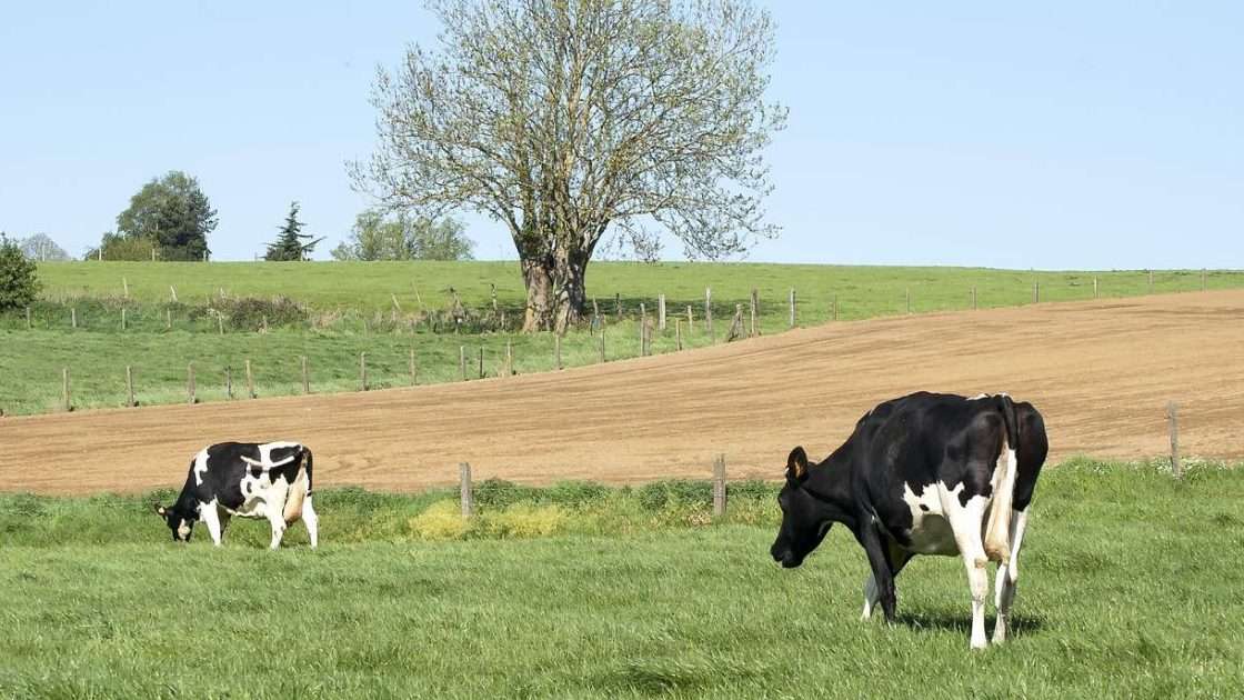 Dairy cows grazing on a UK farm, a business funded through asset finance for dairy farms