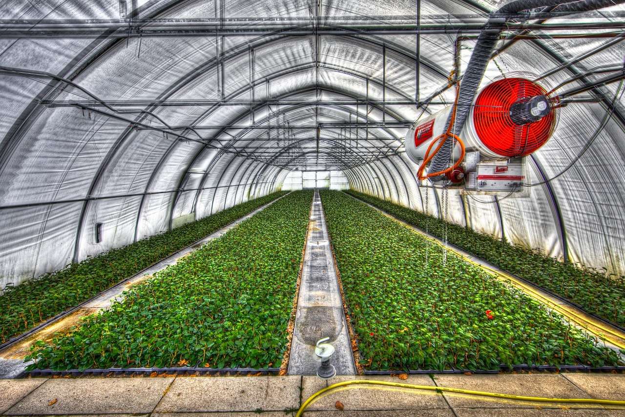 Crops growing in rows inside a commercial polytunnel