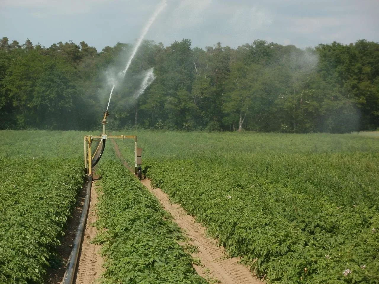Irrigation gun watering a potato field, equipment arable farms fund on hire purchase