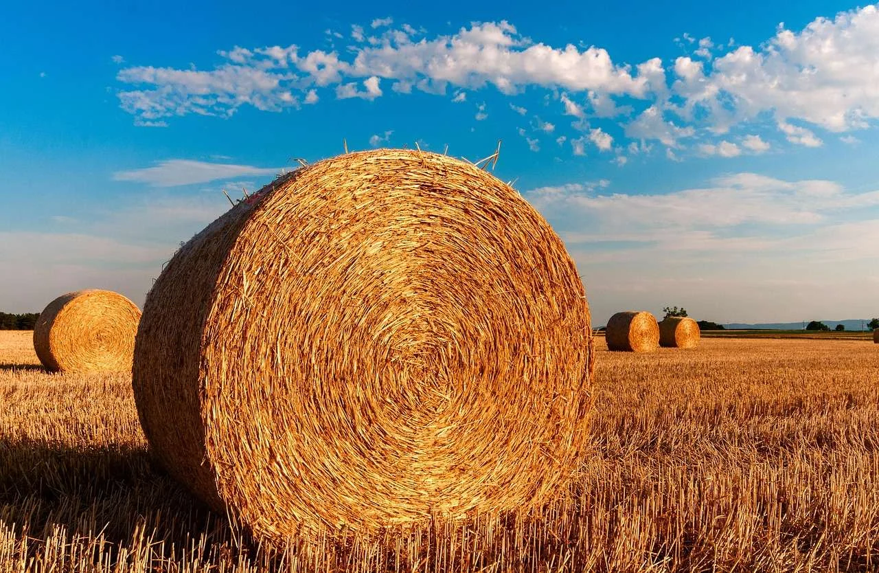 Round hay bales waiting to be handled on a farm
