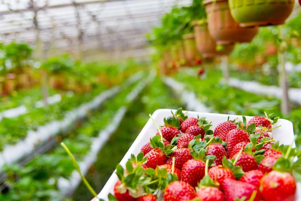Strawberry plants growing on a commercial soft fruit farm