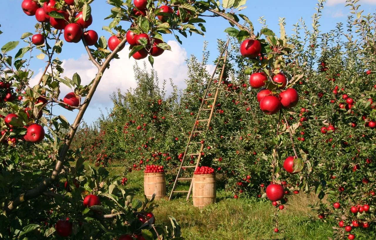 Apple orchard at harvest time with a picking ladder